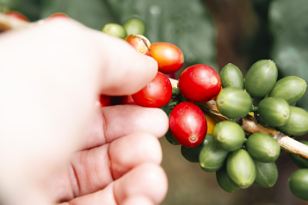 Hand picking ripe red coffee cherries from the branch