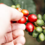 Hand picking ripe red coffee cherries from the branch