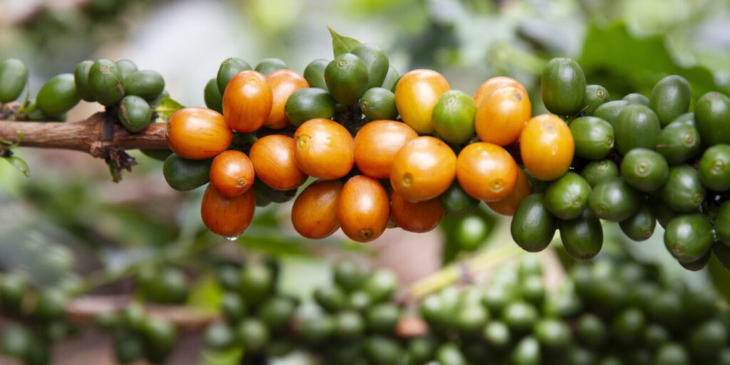 Coffee cherries ripening from green to orange on the branch