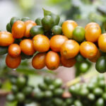 Coffee cherries ripening from green to orange on the branch